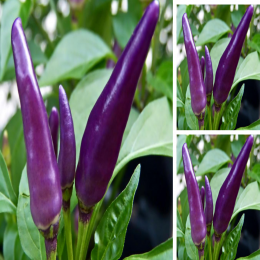 SBJEI-FRESH SAITA GREEN PURPLE CHILLI